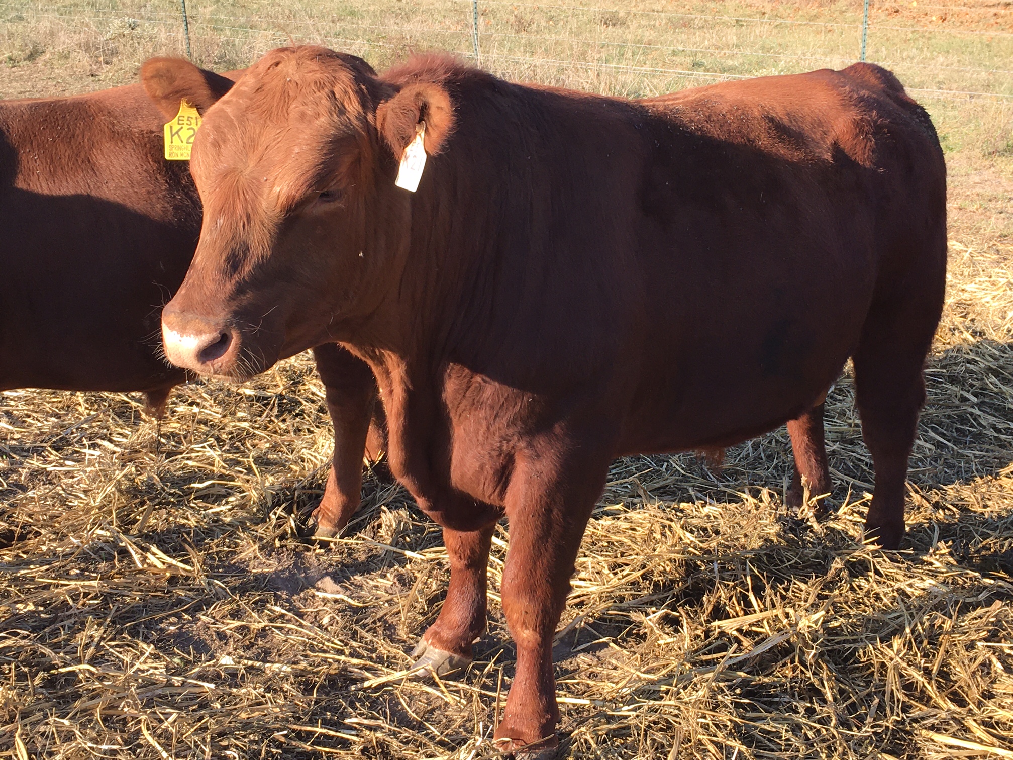 red angus bulls